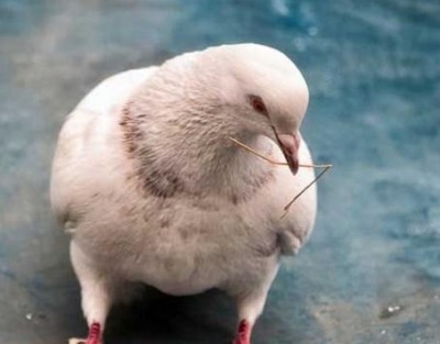 Mäso holuby priemysel je jedným z nových špeciálnych hydinového priemyslu