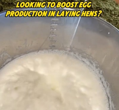 Chcete zvýšiť produkciu vajec u kurčiat?